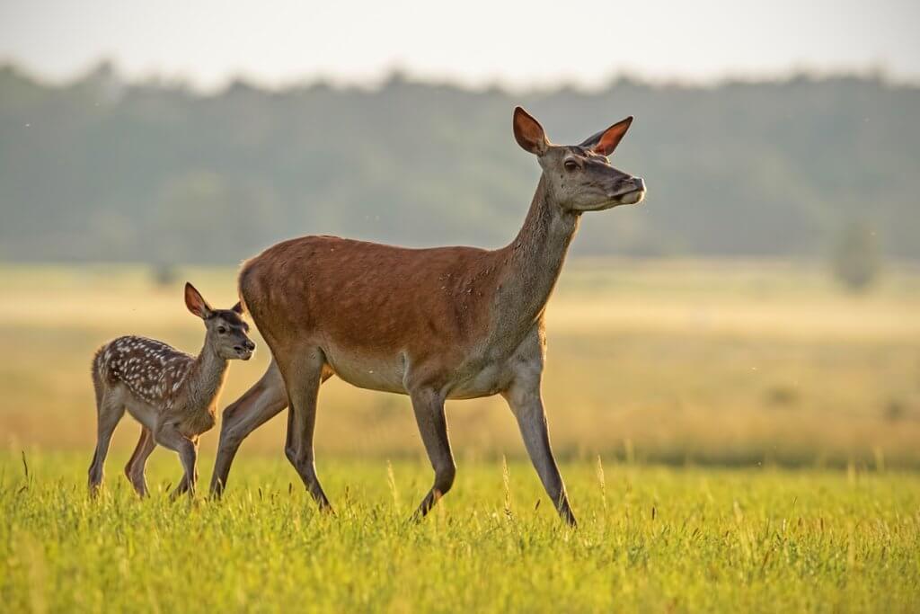 A red deer in Texas