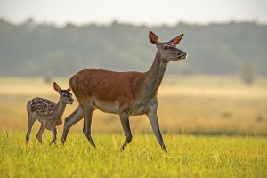 A red deer in Texas