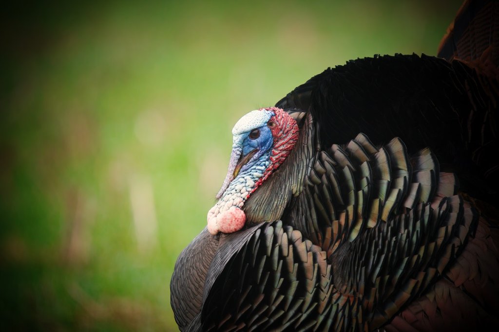 A wild turkey