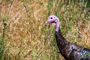 A wild turkey