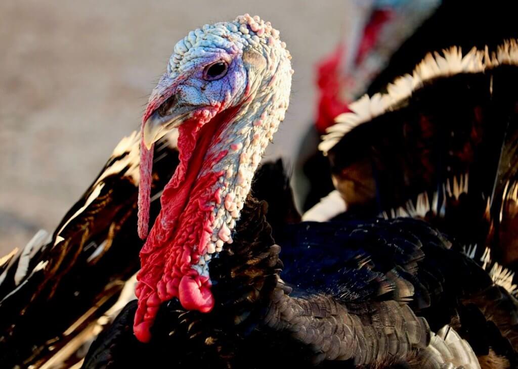 A Texas wild turkey