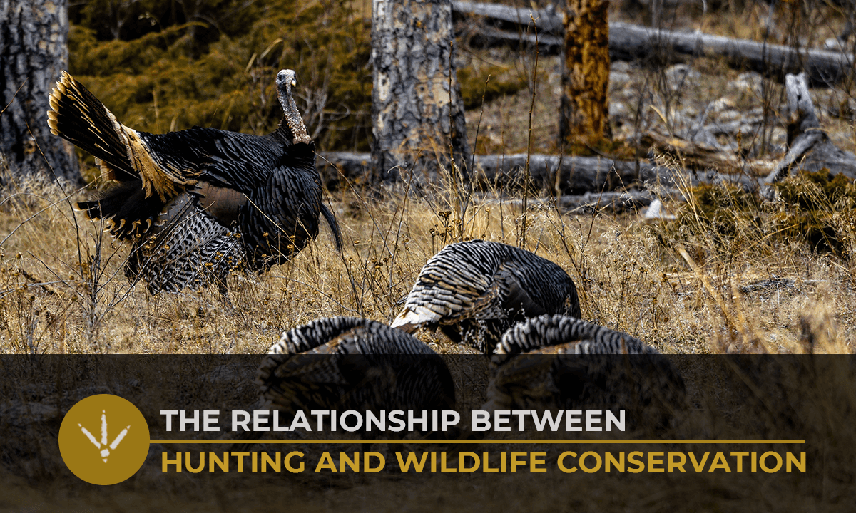 What Is the Hunter’s Role in Wildlife Conservation? - Las Huellas