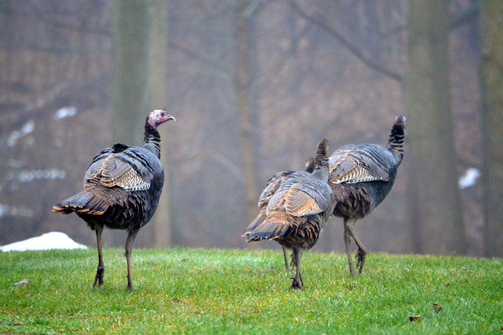 Wild turkeys roaming in an open field