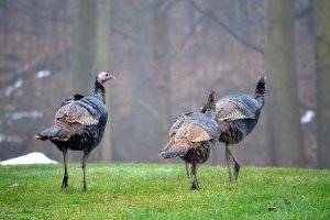 Wild turkeys roaming in an open field