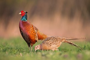 A male common pheasants displaying itself in front of the female partner.