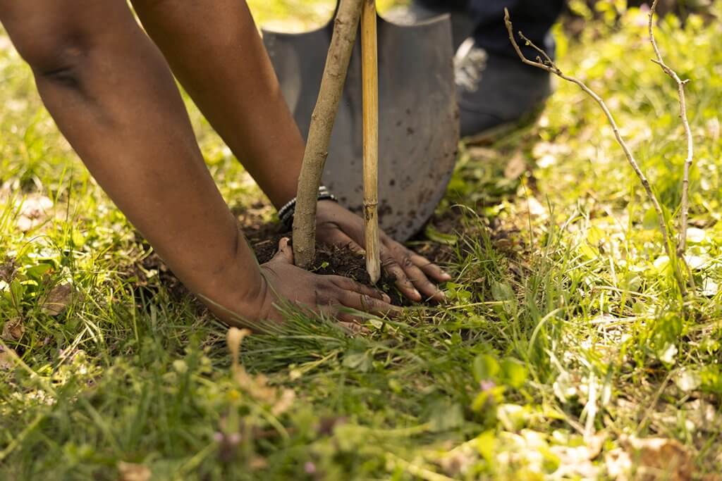 People planting a tree