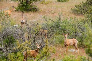 A group of deer in the forest