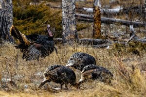 A small group of wild turkeys foraging in the meadow during turkey hunting season in Texas
