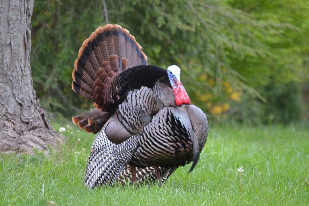 A male wild turkey strutting his feathers