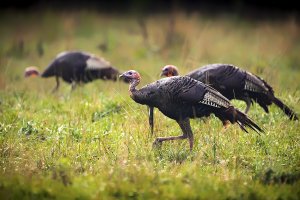 A group of wild turkeys in an open field