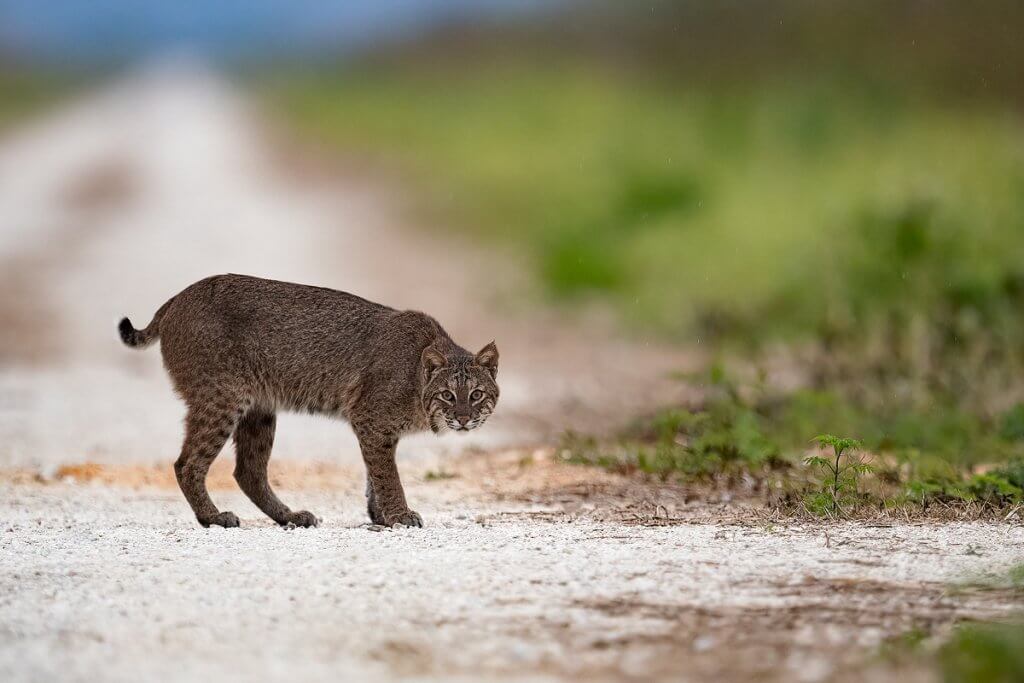 A bob cat in the wild