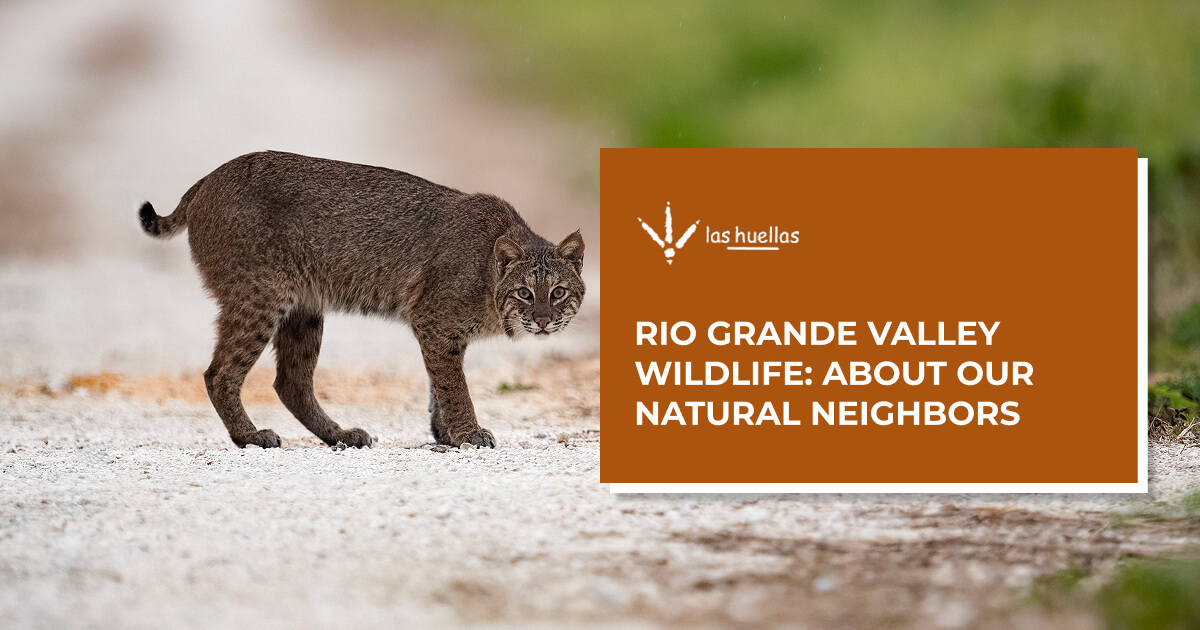 Rio Grande Valley Wildlife: About Our Natural Neighbors - Las Huellas