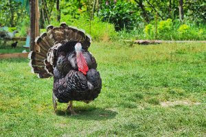 A wild turkey walking in an open area