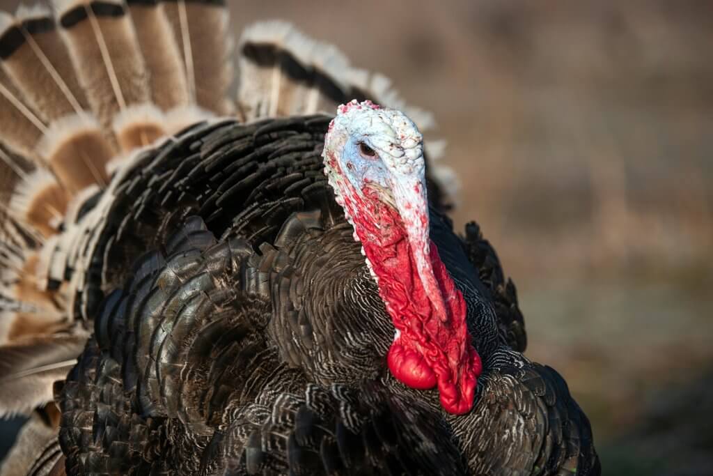 A mature turkey roaming in the wild