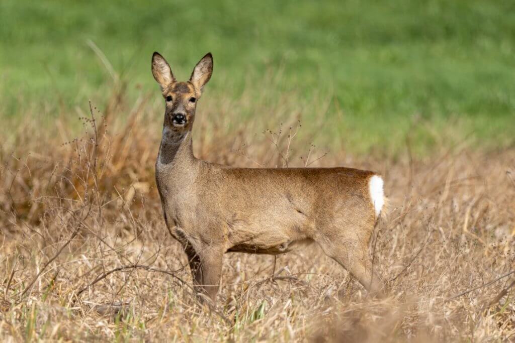 A deer in a field