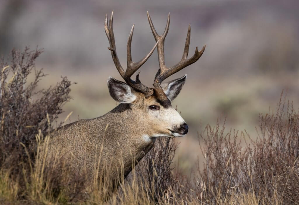 A mule deer in the wild