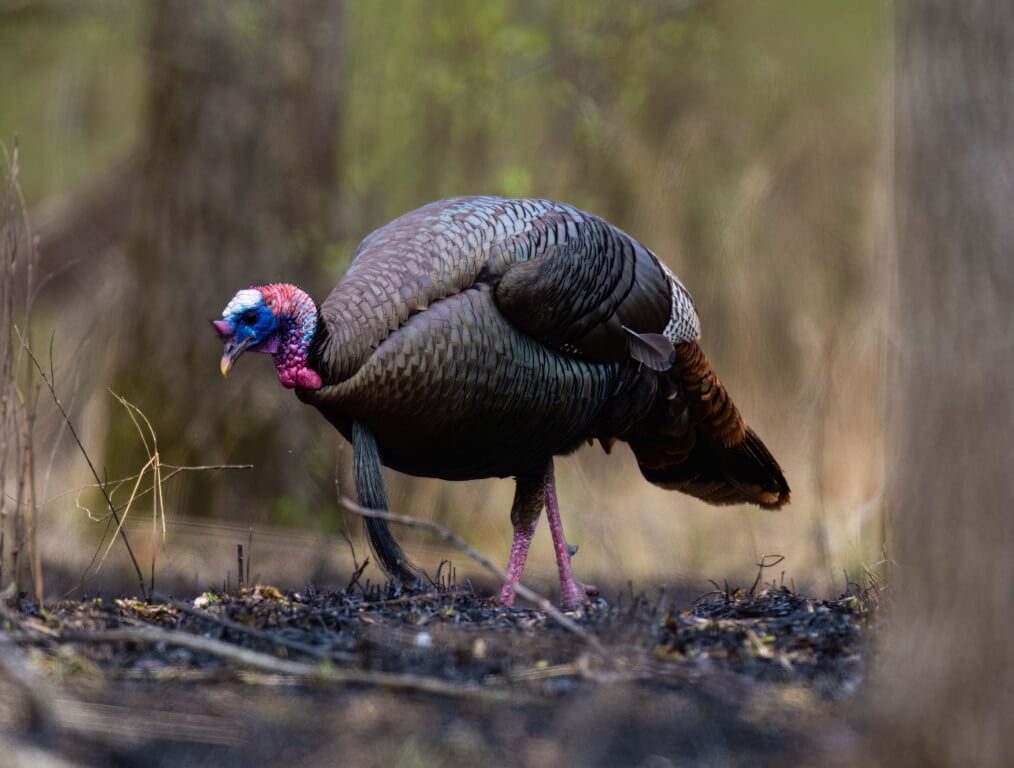 A wild turkey walking in the forest