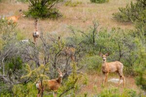 A herd of deer in the forest