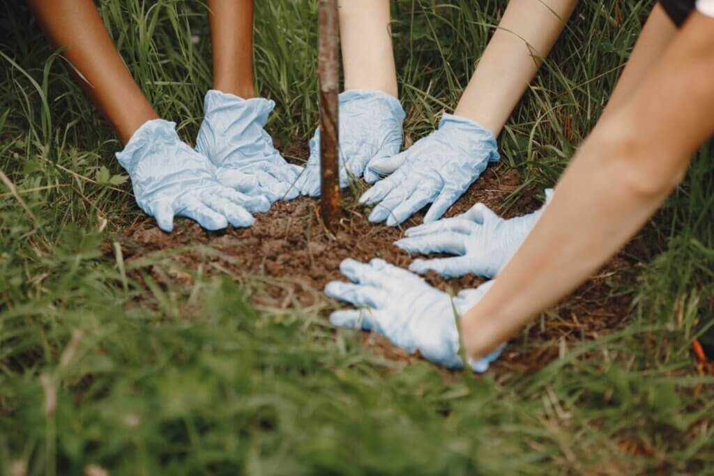 Conservationists planting a tree