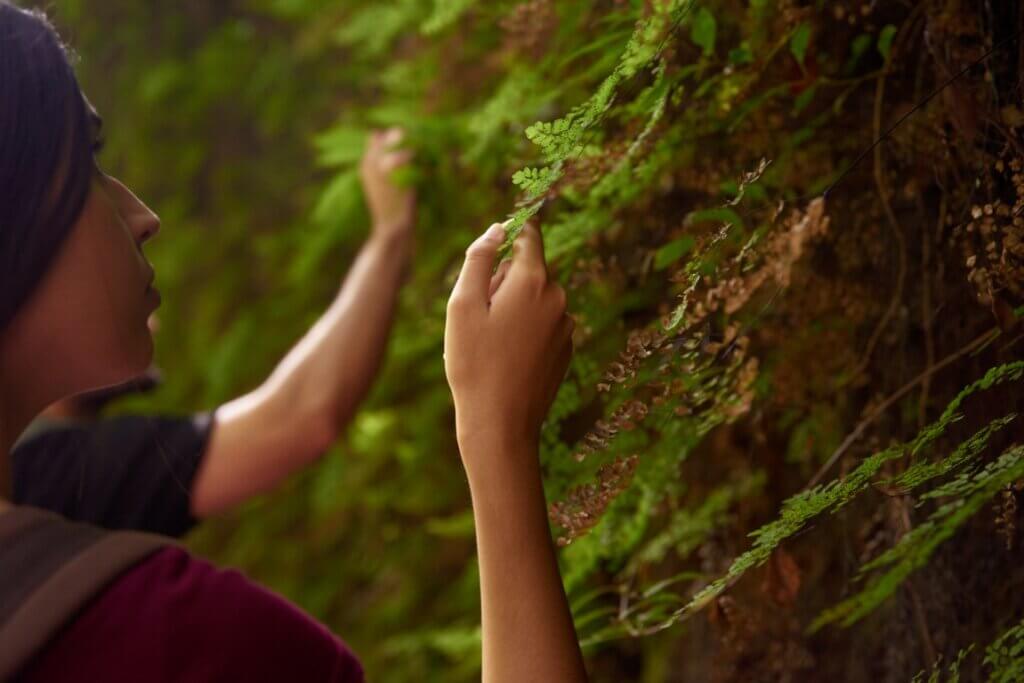 A conservationist looking at a plant