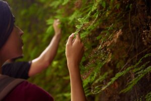 A conservationist looking at a plant