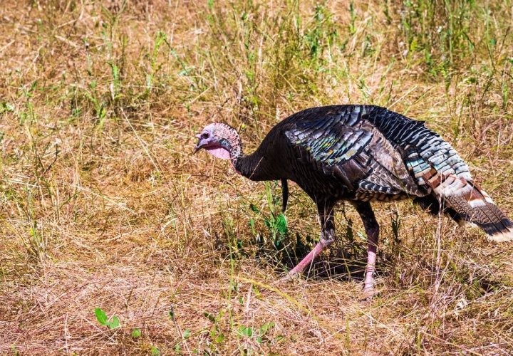A female wild turkey