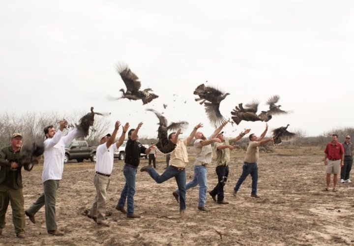 Las Huellas participating in a turkey release event